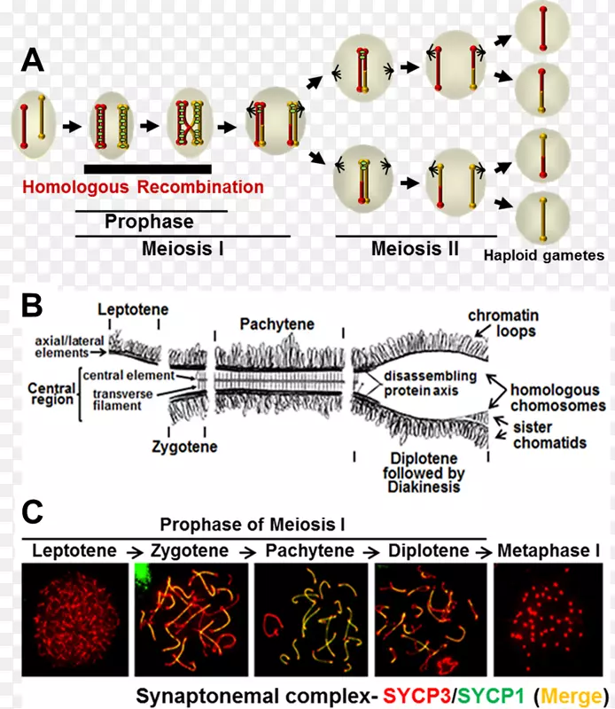 突触体复合体减数分裂同源染色体前期姐妹染色单体