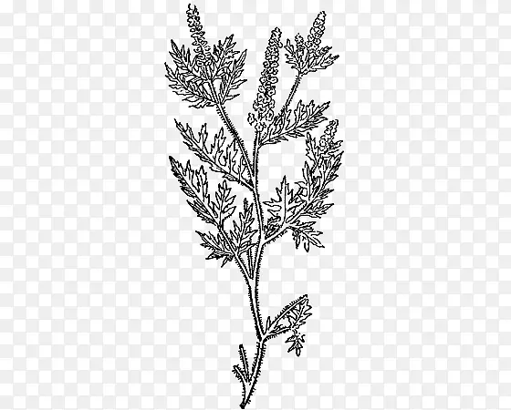 泽泻植物茎集纸