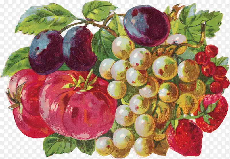 全彩色水果和鲜花插图浆果葡萄夹艺术浆果