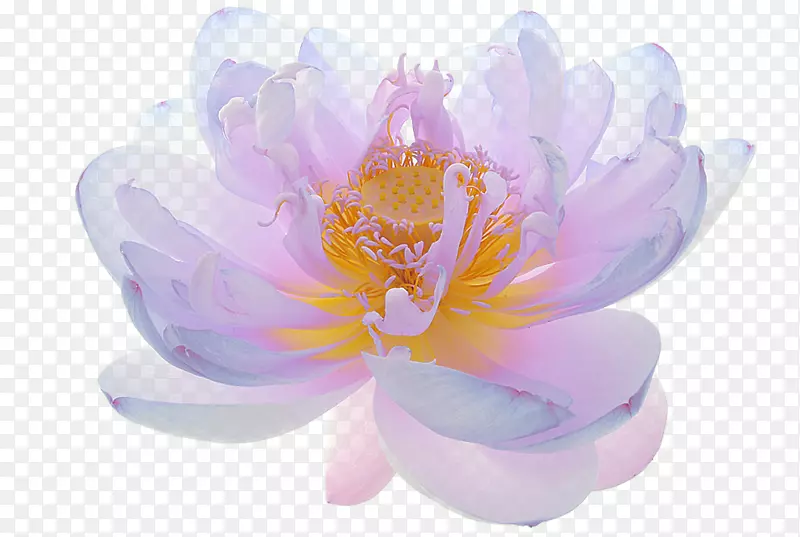 神圣莲花形象照片花卉设计-花