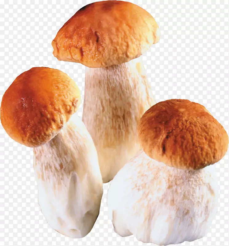 食用菌月饼菌夹艺术-蘑菇