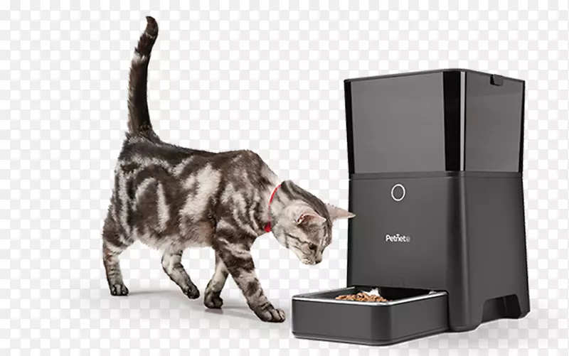 猫宠物安全智能饲料自动宠物喂食宠物碗，喂食者和水.狗