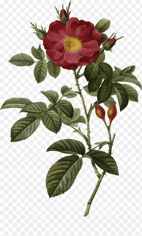 最美丽的花，玫瑰，柔毛，卷心菜，玫瑰花，植物学插图