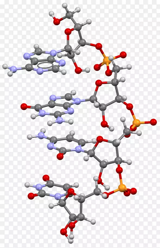 蛋白质生物合成转移RNA鸟苷三磷酸核苷酶RNA