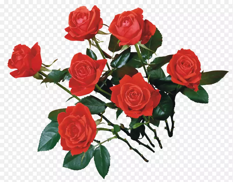 花园玫瑰花束png图片-玫瑰
