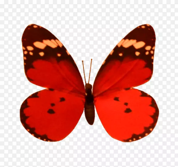 毛茸茸的蝴蝶橙色的。m。蝴蝶海报