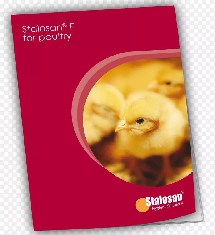 肉鸡、家禽养殖、钟乳聚糖8公斤-共同思考协议