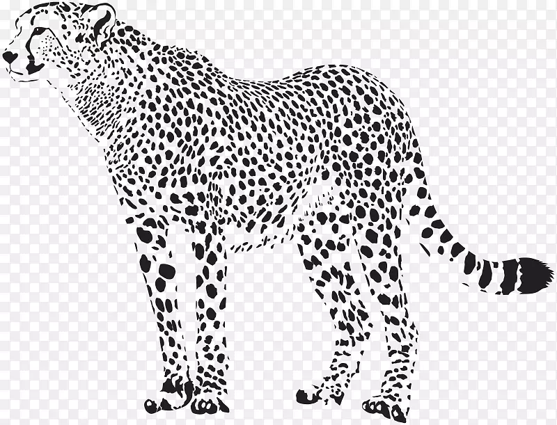 猎豹图形插图图片豹猎豹