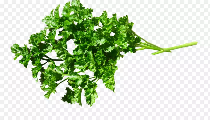 欧芹png图片食品草药图像.蔬菜