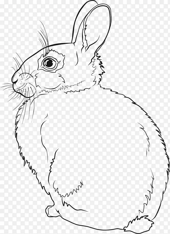 兔子欧洲兔线画-兔子