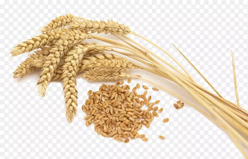 呼罗珊小麦全麦谷蛋白大麦