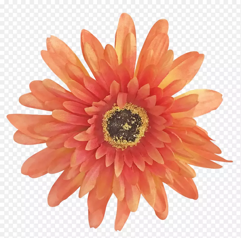 Pokhara徽标图形插图图像-雏菊