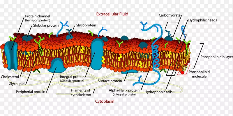 膜结构细胞膜生物膜流体镶嵌模型