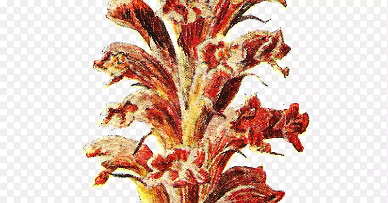 熟悉野生花卉植物学插图植物茎开花植物-承认邮票