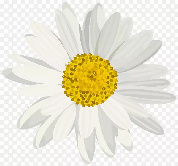 可移植网络图形免版税存储.xchng剪贴画.雏菊植物绘图