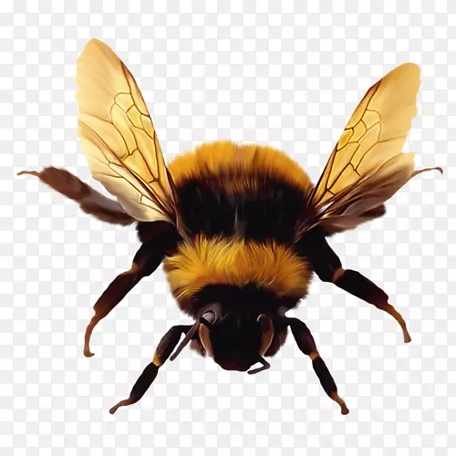 蜜蜂png图片昆虫图像插图.蜜蜂