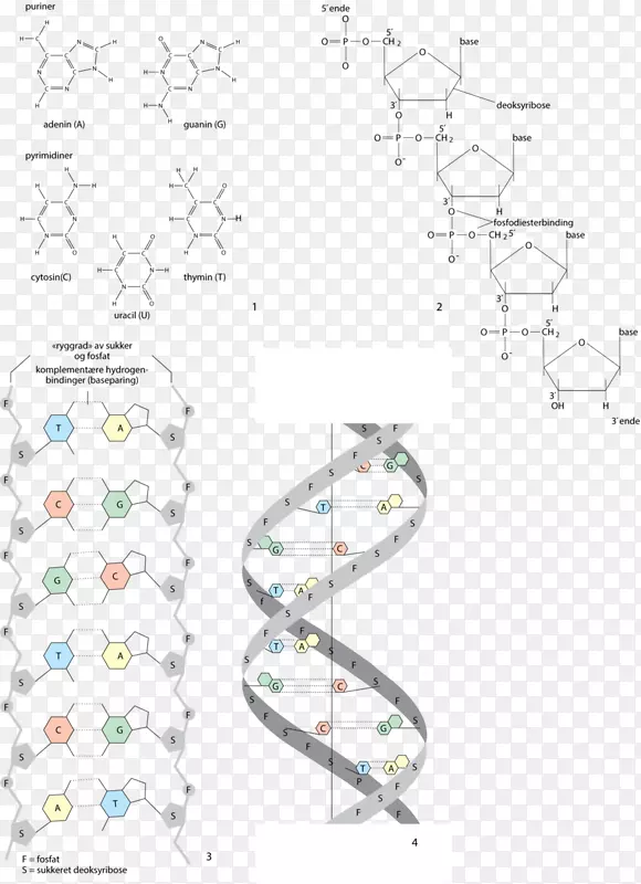 DNA RNA磷酸核苷酸