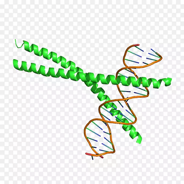 ccaat-增强子结合蛋白cbpa bzip结构域基因