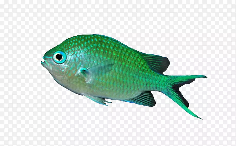 蓝绿色热带鱼暹罗鱼水族馆-常见的科罗拉多野草