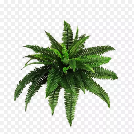 维管植物棕榈树蕨类植物png图片图像.竹子
