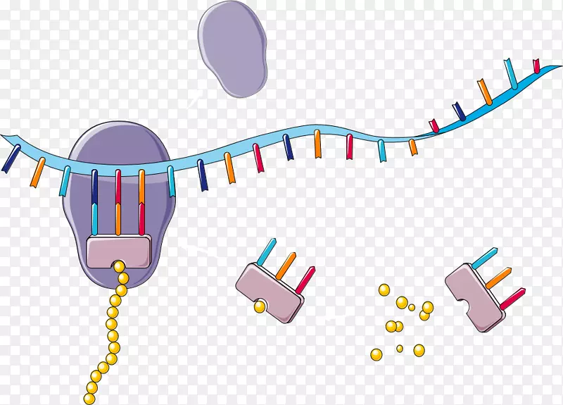 核酸转移RNA翻译核糖体