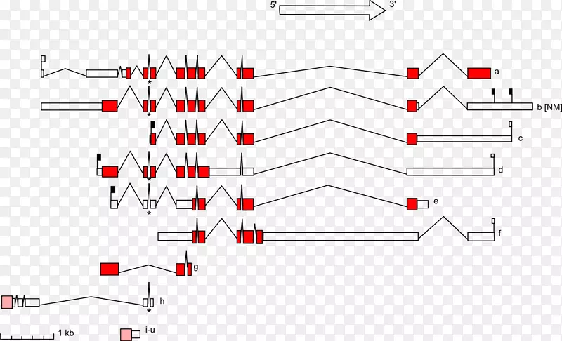 STK 11基因突变蛋白DNA-STK 11