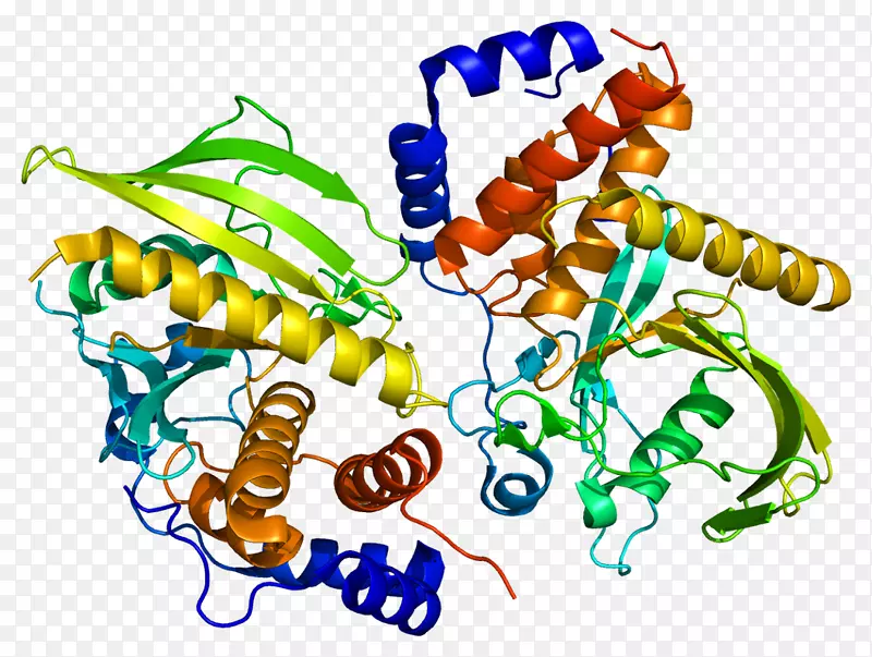 ptpn 9蛋白酪氨酸磷酸酶ptpn 14人
