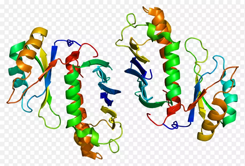 rbm8a基因magoh RNA结合蛋白