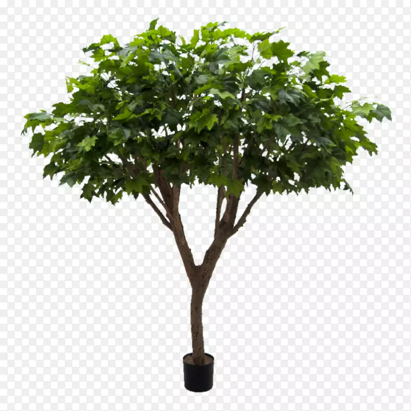 外种植物矮伞树
