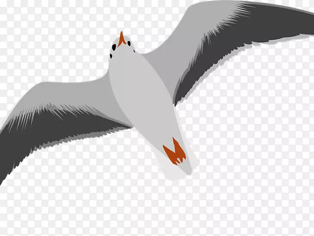 海鸥剪贴艺术形象线艺术欧洲鲱鱼海鸥-闪光龙卷风