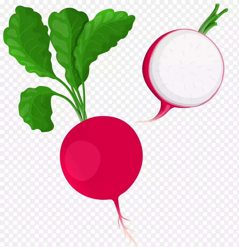 剪贴画图形daikon插图png图片蔬菜