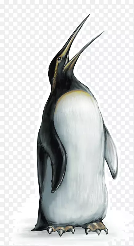 企鹅王鸟，恐龙，莫阿，哈斯特的鹰鸟