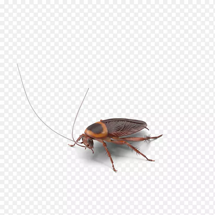 蟑螂png图片图像昆虫照片蟑螂
