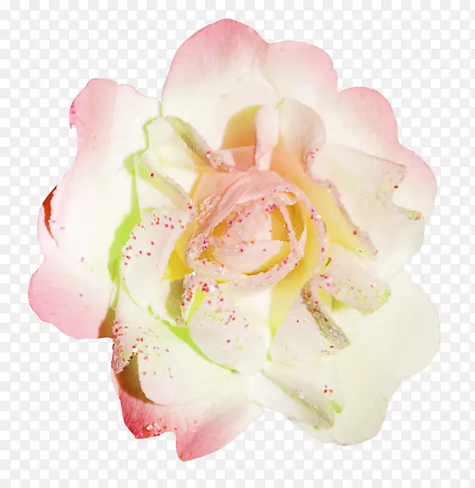 花园玫瑰png图片花雄蕊形象花