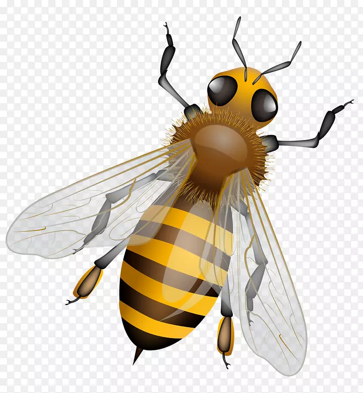 蜜蜂剪贴画露天插画图.蜜蜂