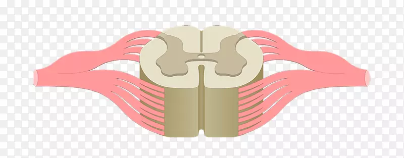 脊髓损伤脊柱解剖中枢神经系统
