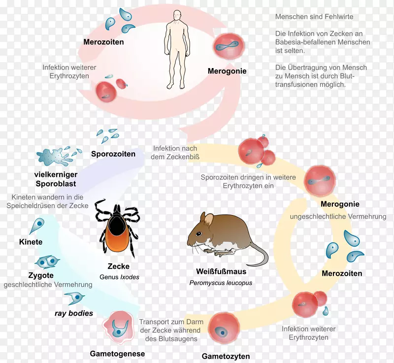 [医]贝氏病寄生菌微生物学生命周期