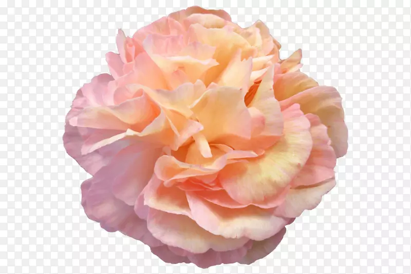 花园玫瑰，牡丹，卷心菜，静生：粉色玫瑰，花-牡丹