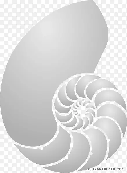 海螺剪贴画贝壳图