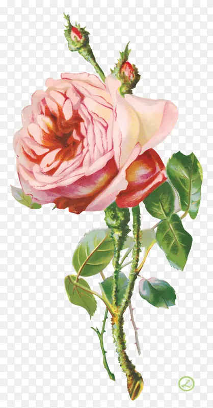 png图片剪辑艺术花卉花园玫瑰图像-花