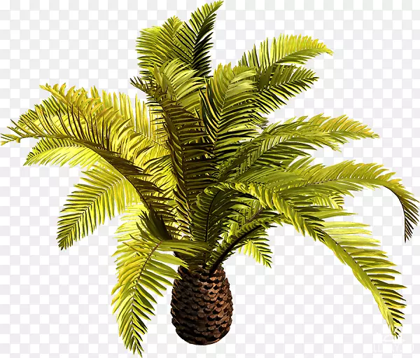 巴巴苏椰子枣棕榈剪贴画树-椰子