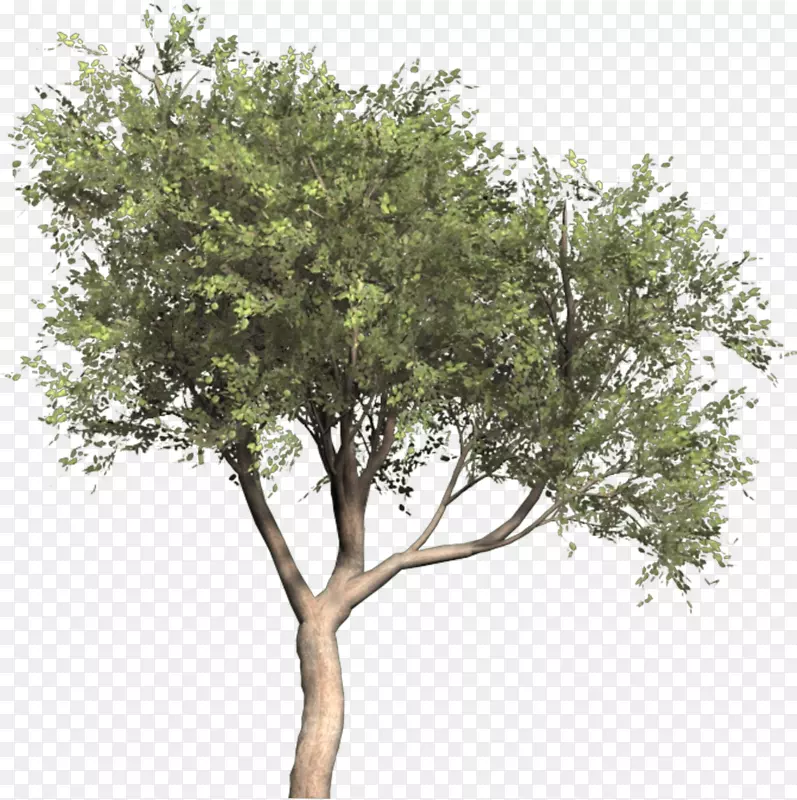 橄榄png图片树图像Olea oleaster-OLIVE