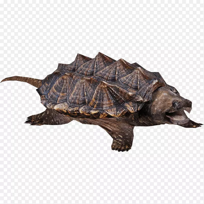 普通海龟爬行动物png图片图像海龟