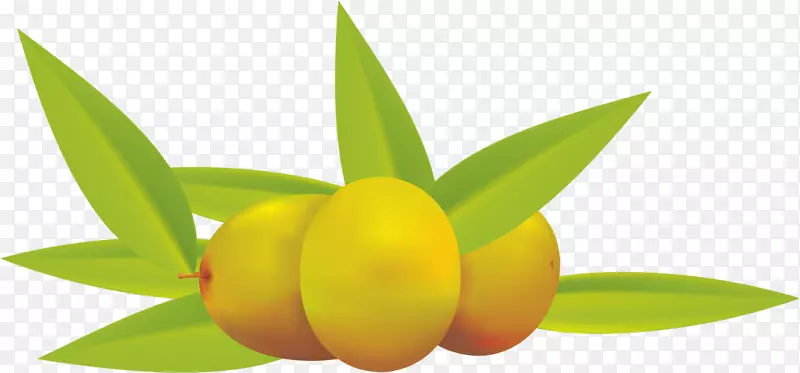 橄榄油水果夹艺术png图片.草药