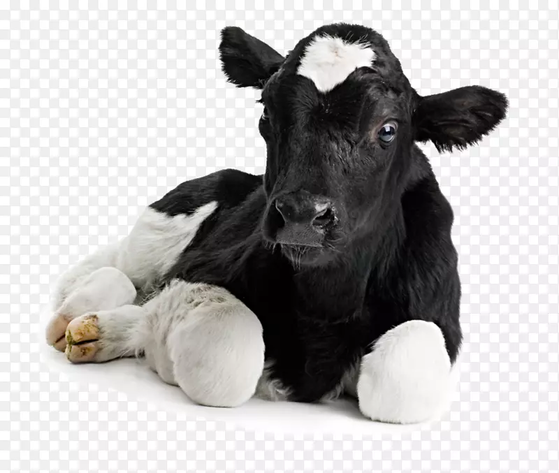 牛荷斯坦牛，雌牛，奶牛场，吸收传单