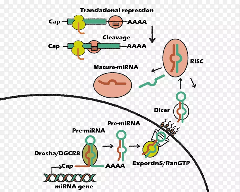 microrna mirn 21诱导的多能干细胞抗肝细胞增殖因子122-正常肝细胞