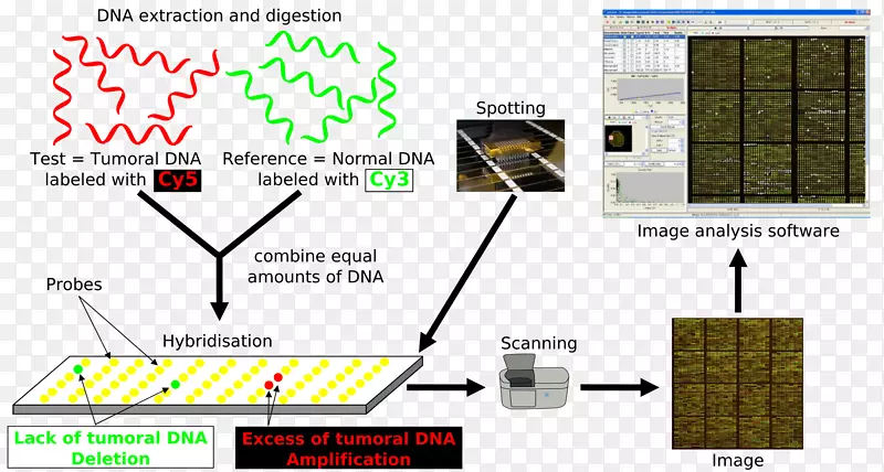 阵列比较基因组杂交DNA微阵列基因组学核酸杂交