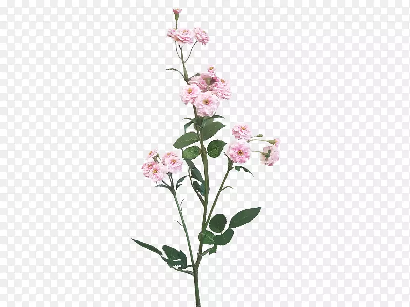 飞蛾兰切花花卉设计植物茎-小型小枝房