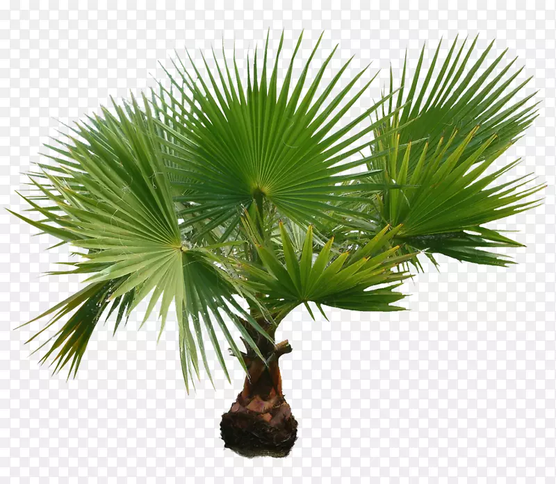 棕榈树、png图片、剪贴画图片、柳杉-Palmiye kanarya