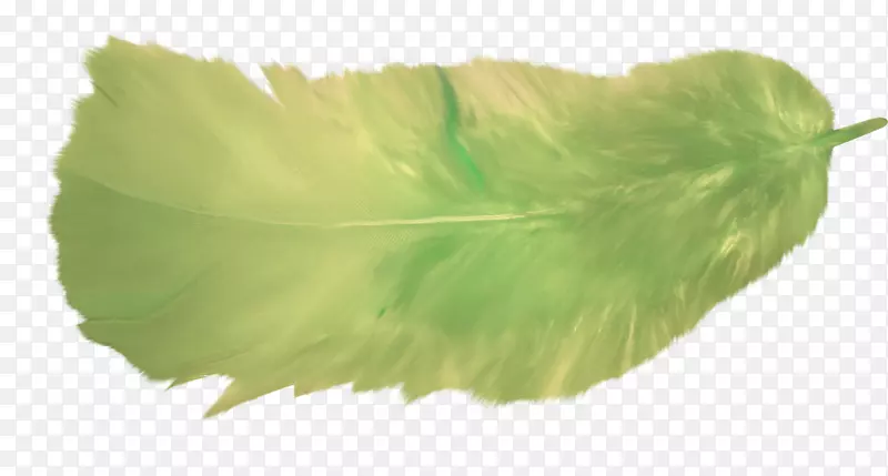 绿色羽毛png图片飞行图像.羽毛